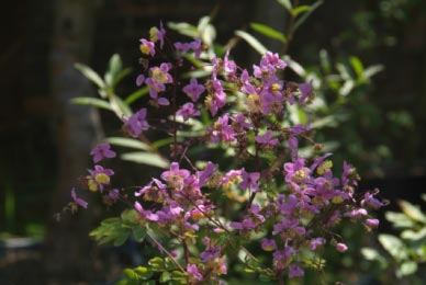 Thalictrum dipterocarpum bestellen